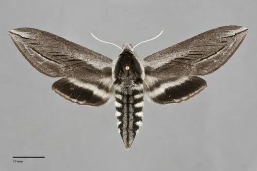Sphinx vashti