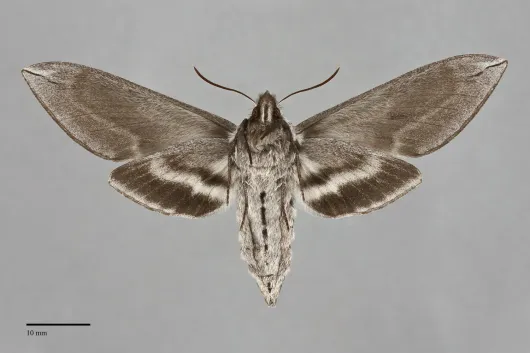 Sphinx vashti