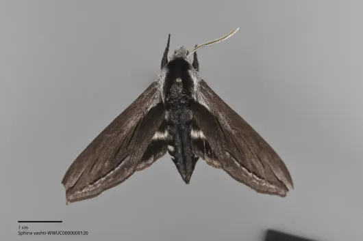 Sphinx vashti