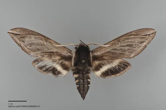 Sphinx vashti