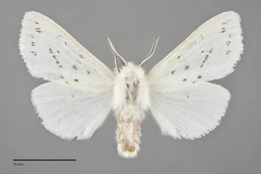 Spilosoma congrua