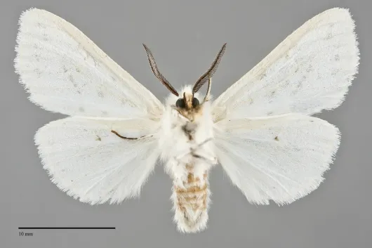 Spilosoma congrua