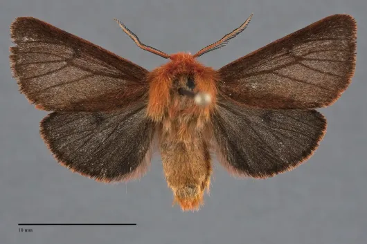 Spilosoma pteridis