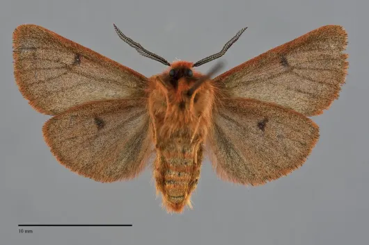 Spilosoma pteridis