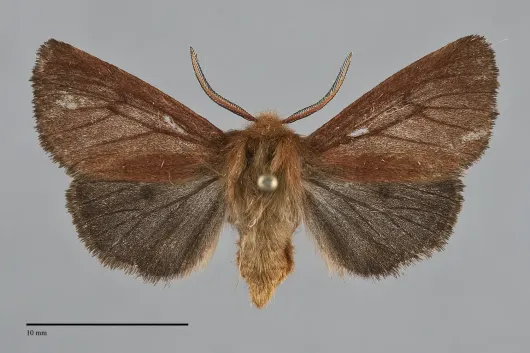 Spilosoma pteridis