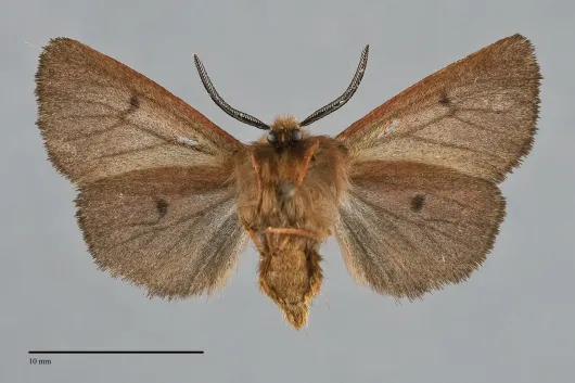 Spilosoma pteridis