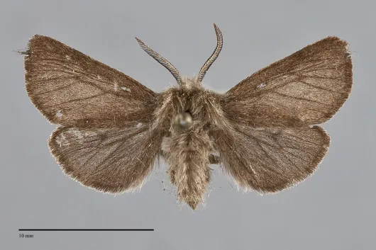 Spilosoma pteridis