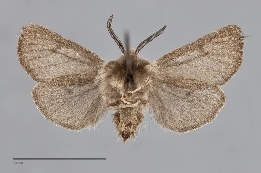 Spilosoma pteridis