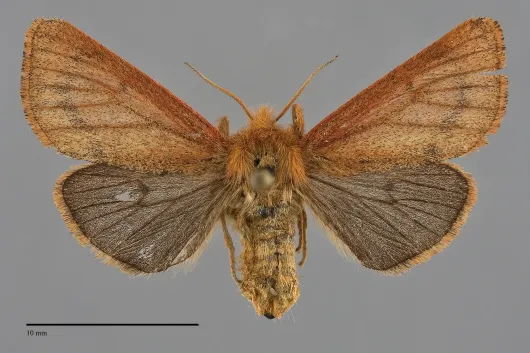 Spilosoma pteridis