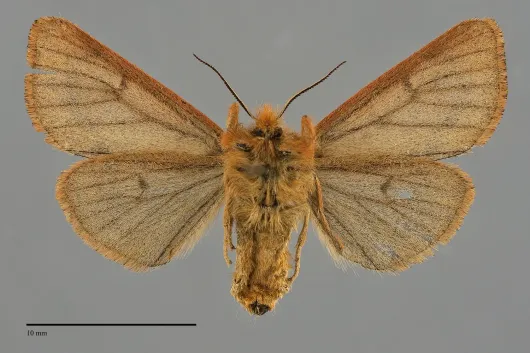 Spilosoma pteridis
