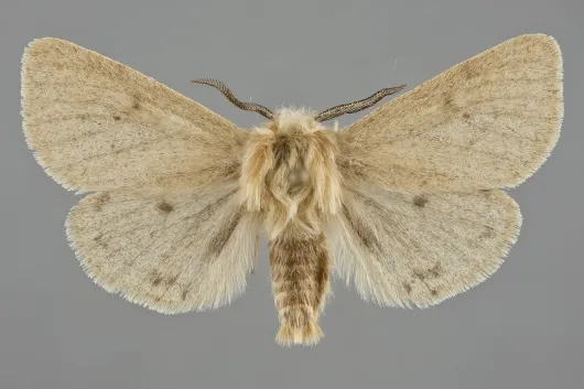 Spilosoma vagans