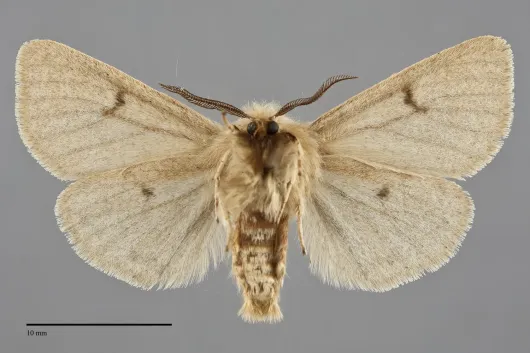 Spilosoma vagans