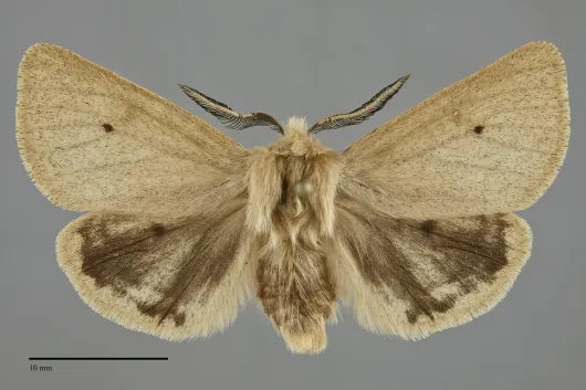 Spilosoma vagans