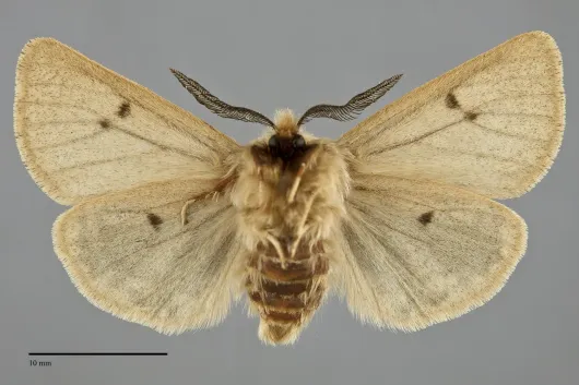 Spilosoma vagans