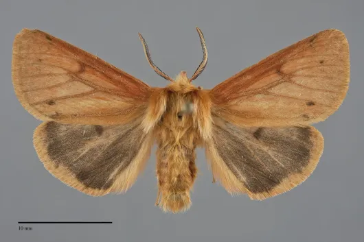 Spilosoma vagans