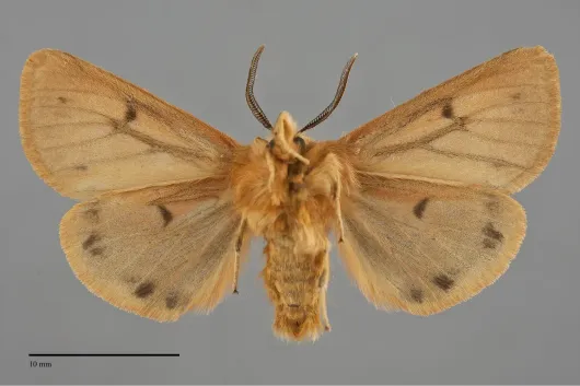 Spilosoma vagans