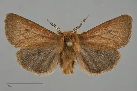 Spilosoma vagans