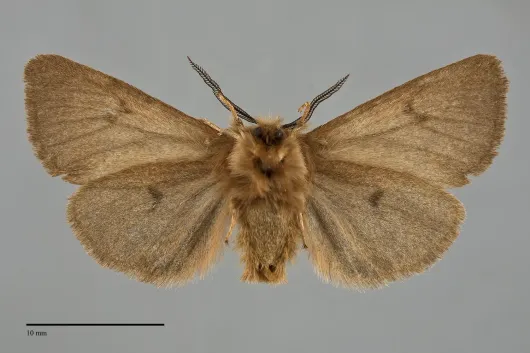 Spilosoma vagans