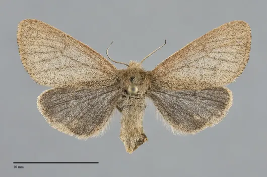 Spilosoma vagans