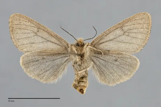 Spilosoma vagans
