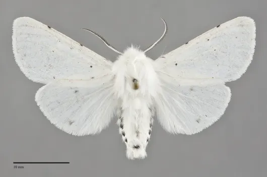 Spilosoma vestalis