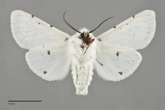 Spilosoma vestalis