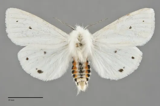 Spilosoma virginica