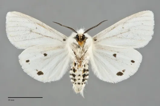Spilosoma virginica