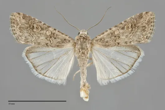 Spodoptera exigua