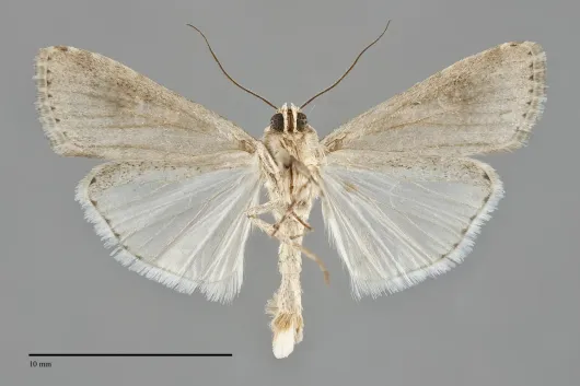 Spodoptera exigua