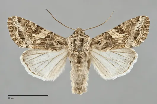 Spodoptera praefica