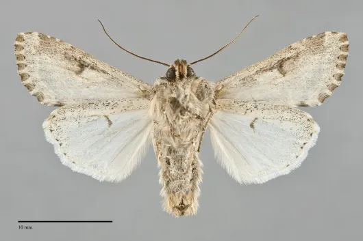 Spodoptera praefica