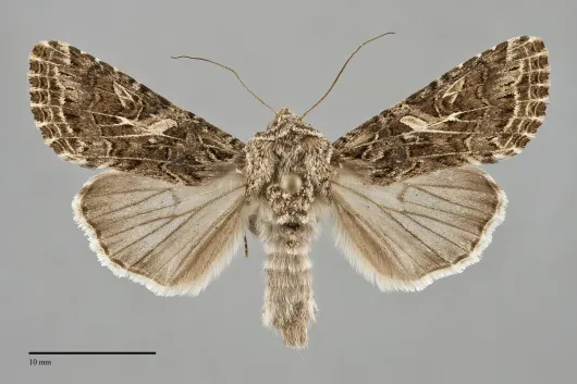 Spodoptera praefica