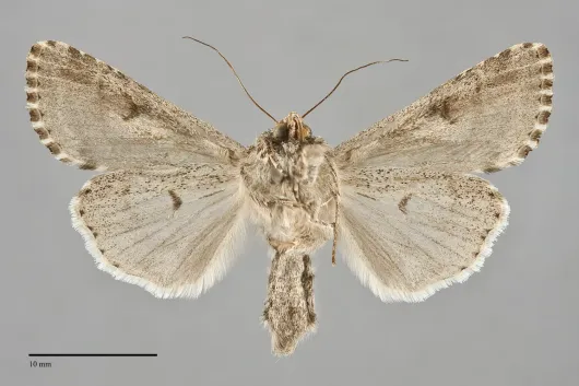 Spodoptera praefica