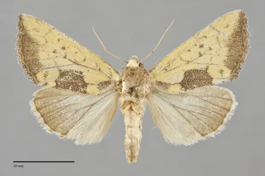 Stiria rugifrons