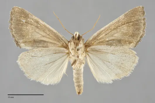 Stiria rugifrons