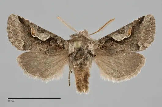 Stretchia muricina