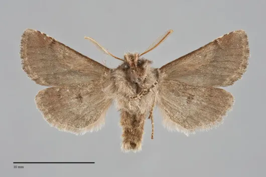 Stretchia muricina