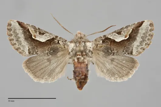 Stretchia muricina