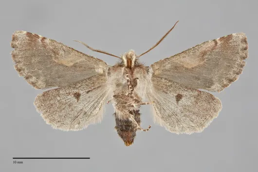 Stretchia muricina
