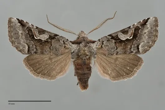 Stretchia pictipennis