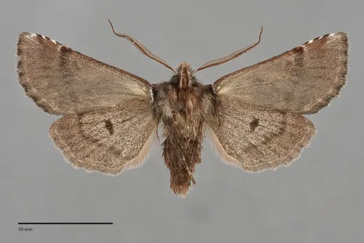 Stretchia pictipennis