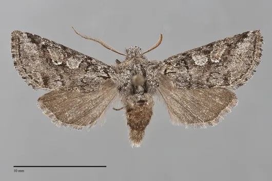 Stretchia prima