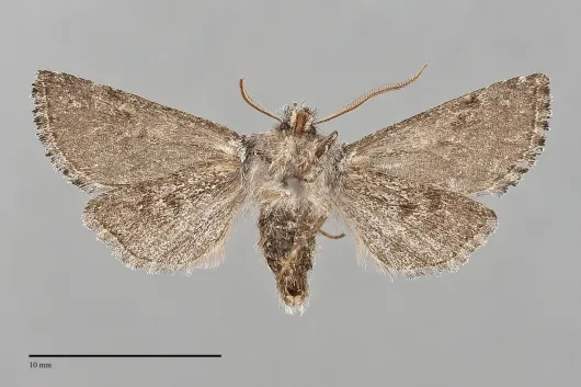 Stretchia prima