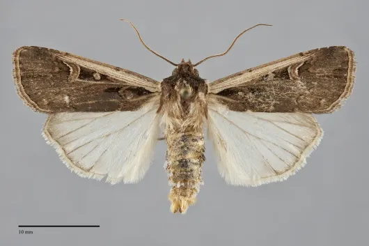 Striacosta albicosta