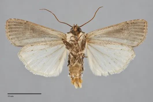 Striacosta albicosta