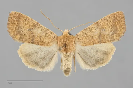 Sunira bicolorago