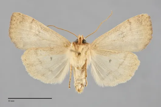 Sunira bicolorago
