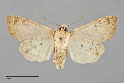 Sunira decipiens