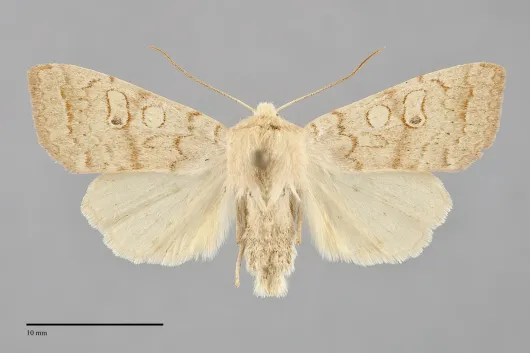 Sunira decipiens